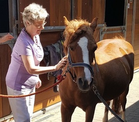 Waardevolle paardentherapie voor bewoners Wijndaelercentrum | Florence Waardevolle paardentherapie voor bewoners Wijndaelercentrum | Florence