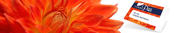 nieuwsbrief-header-FlorencePas-2018