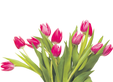Tulpen Tulpen